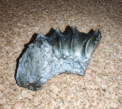 Frammento ammonite fossile - frammento,