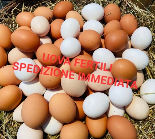 Uova fertili feconde miste - fertili,