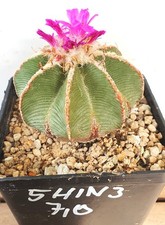 Aztekium hintonii, D=7,0 cm