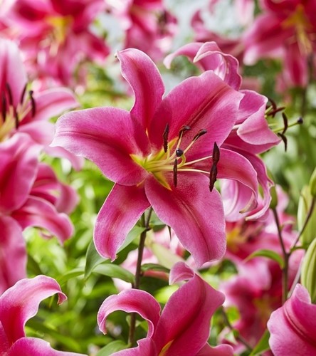 Gigli bulbi fiori - di,