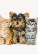 UNIGRAF  Postcard *  Yorky