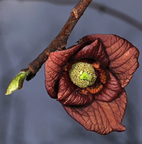 Asimina triloba pianta - ,