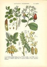 Antique print carob fruit - antique,