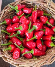 NASO DI CANE 30 SEMI DI PEPERONCIN PICCANTE + SEMI OMAGGIO BIO SEEDS! CALABRESE