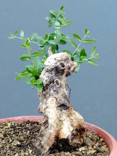 Bonsai olivastro 24x13cm - olivastro, in