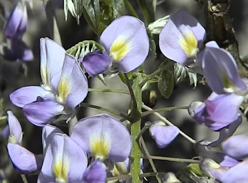 Wisteria floribunda