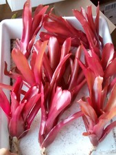 Neoregelia FIREBALL 1 planta