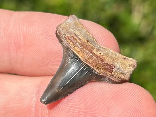 Bello dente squalo fossile - bello,