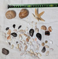 LOTTO CONCHIGLIE STELLA MARINE