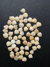 Piccole conchiglie vongole - conchiglie, di