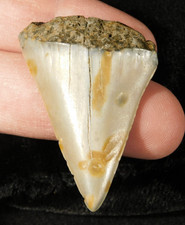 Ancestral Great WHITE SHARK