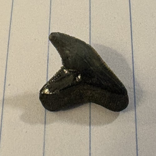 Physogaleus contortus dente - physogaleus,