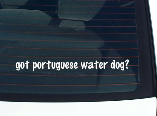 Cane acqua portoghese - da,