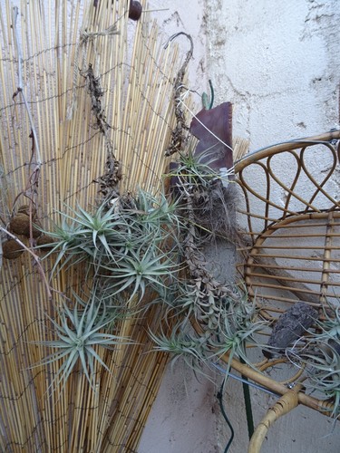 Lot tillandsia 3tiges 6 - lot,