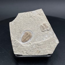 Hatangia scita fossil –