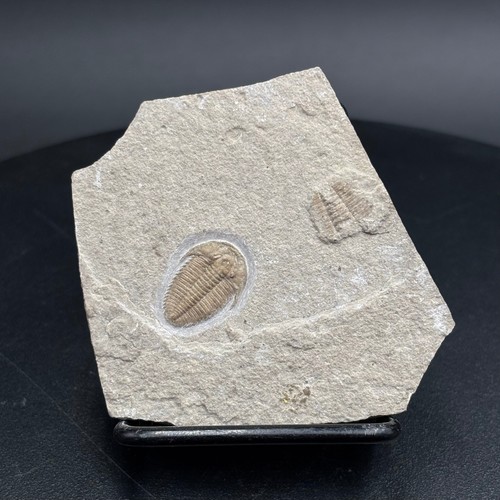 Hatangia scita fossil - , –