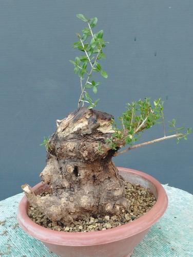 Bonsai olivastro 20x20 - olivastro,
