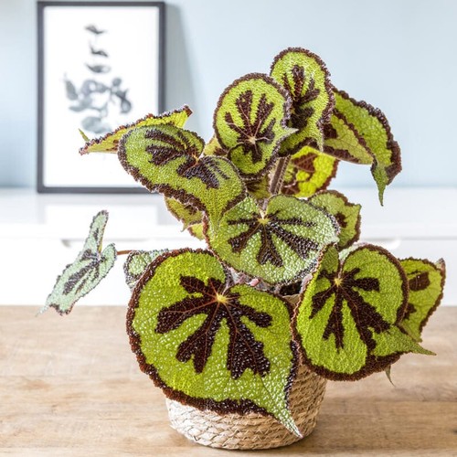 Begonia masoniana iron cross - masoniana,