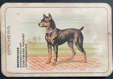 cane MINIATURA PINSCHER Min Spilla antica cromolitografia pre seconda guerra mondiale cane carta commerciale