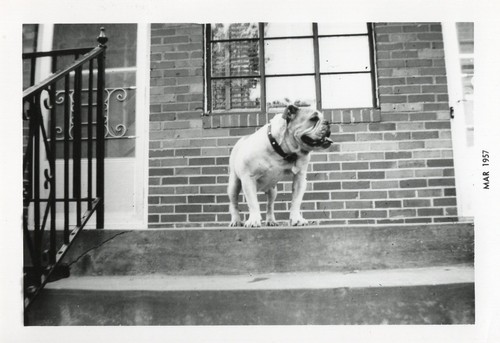 Good boy dog - good, puppy
