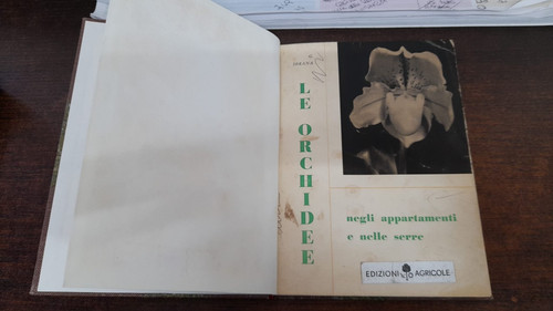 Orchidee negli appartamenti - negli,