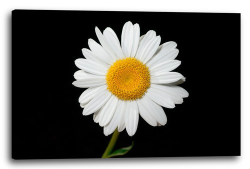 Tela cornice fiori foto - fiori,