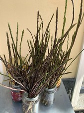 Asparagi selvatici siciliani -