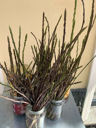 Asparagi selvatici siciliani - ,
