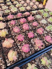 Pinguicula Johanna  Live Plant