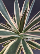 Agave cv. "SNOW GLOW"