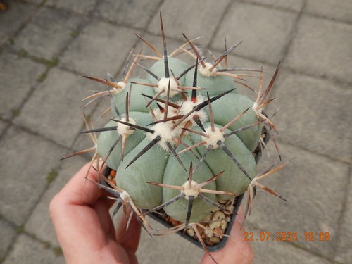 Echinocactus horizonthalonius