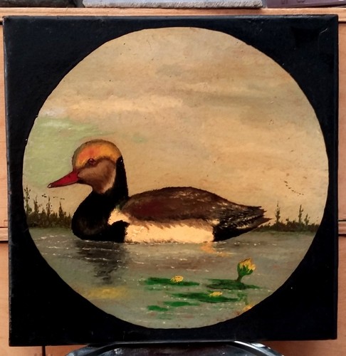 Anatra pochard piastrella - anatra,