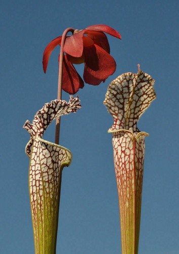 Sarracenia leucophylla 10 - sarracenia,
