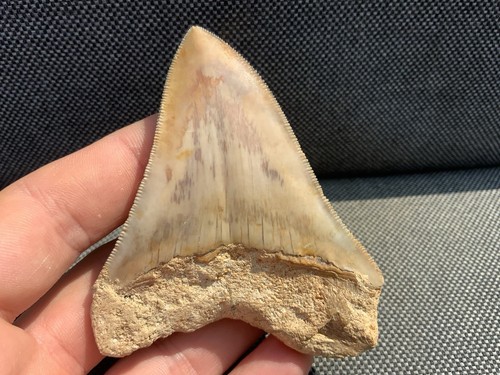 Rare otodus megalodon - otodus,