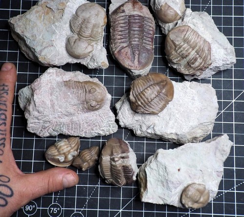 Russian trilobite lot asaphus - trilobite,