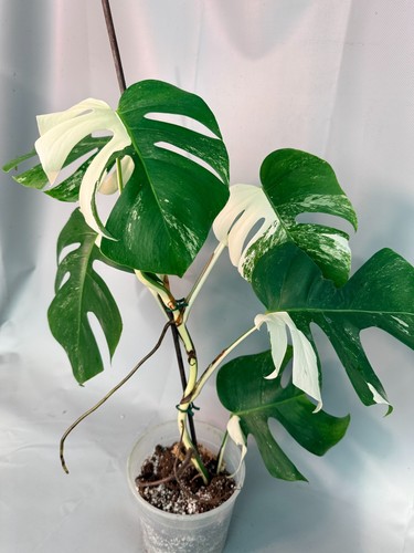 Monstera deliciosa albo - monstera,