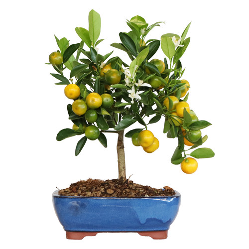 Bonsai citrus calamondino - calamondino,