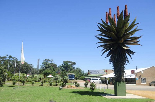 Aloe ferox bitter - –,
