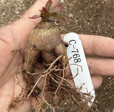 1 pz 3-4 cm Euphorbia