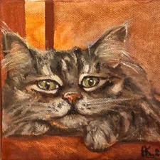 Ritratto Maine Coon 6x6