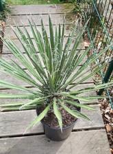 1 x Yucca filifera circa 70 cm