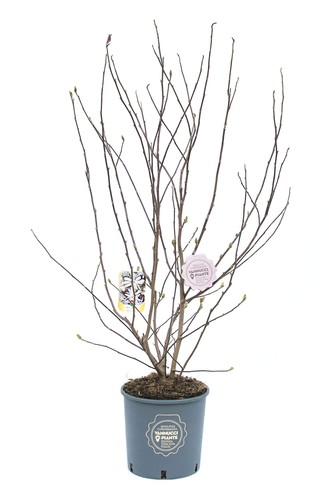 Vannucci piante magnolia - vannucci,