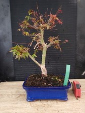 bonsai di  acero rosso deshojo