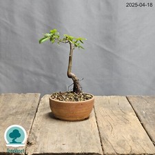 Bonsai Carpinus Betulus Prebonsai di Carpino in Vaso Artigianale Outdoor 16cm