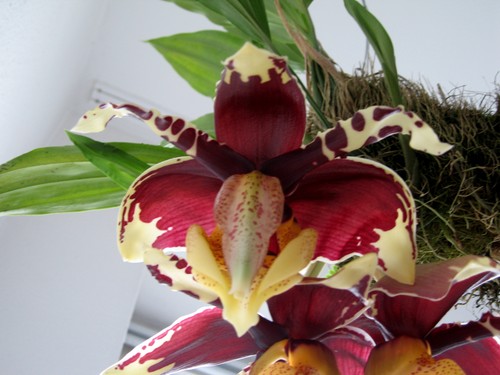 Stanhopea species red - species,