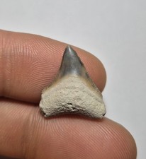 Dente squalo fossile - fossile,