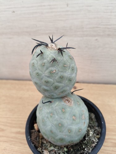 9447 tephrocactus geometricus - tephrocactus,