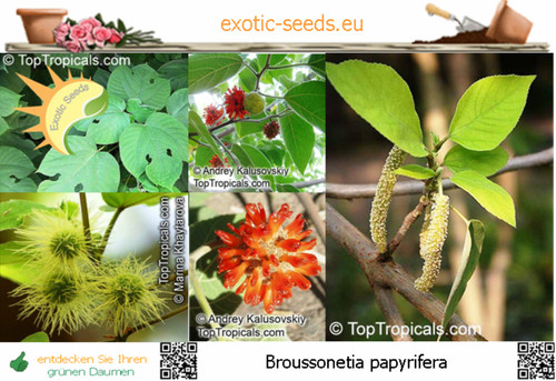Broussonetia papyrifera - ,