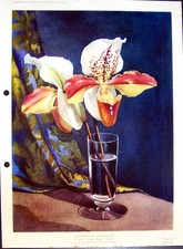 Antique Old Print Cypripedium