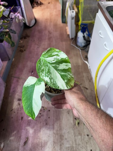 Monstera albo variegata small - monstera,